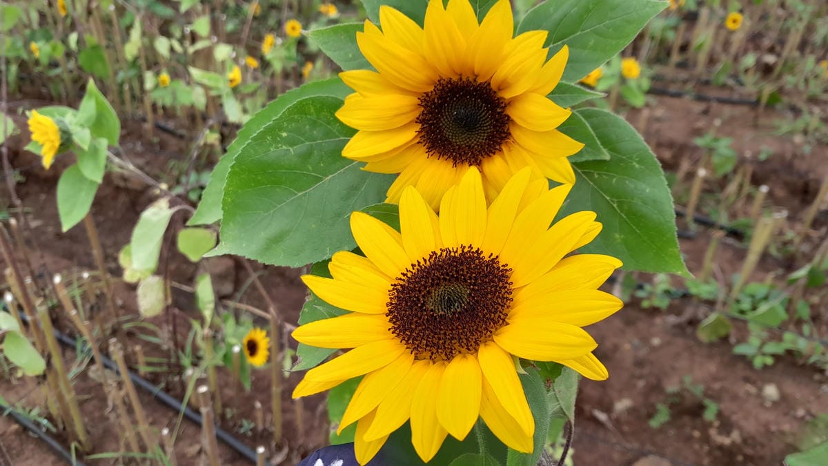 PRODUCT-SUNFLOWER.jpg