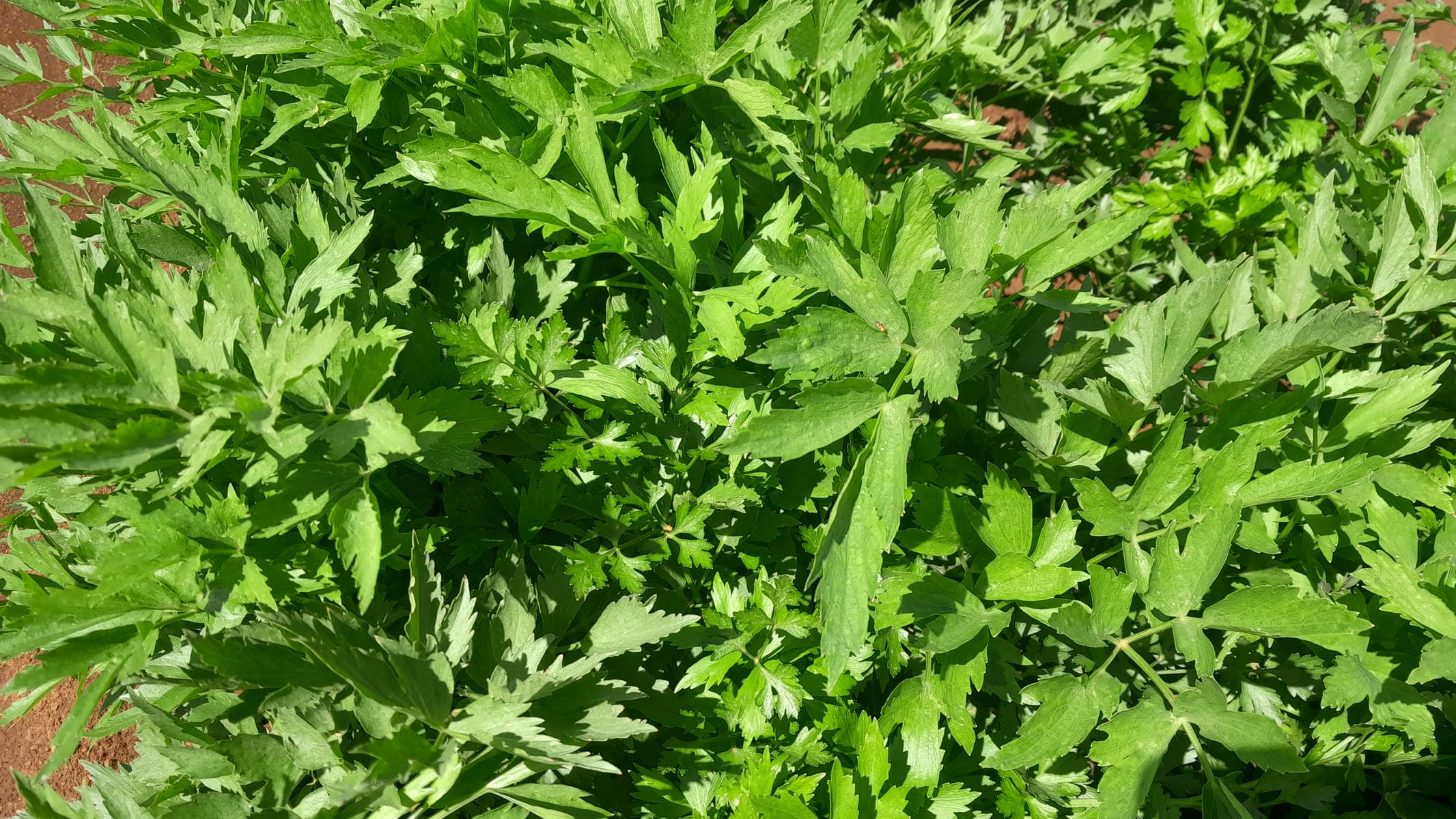 Lovage.jpg